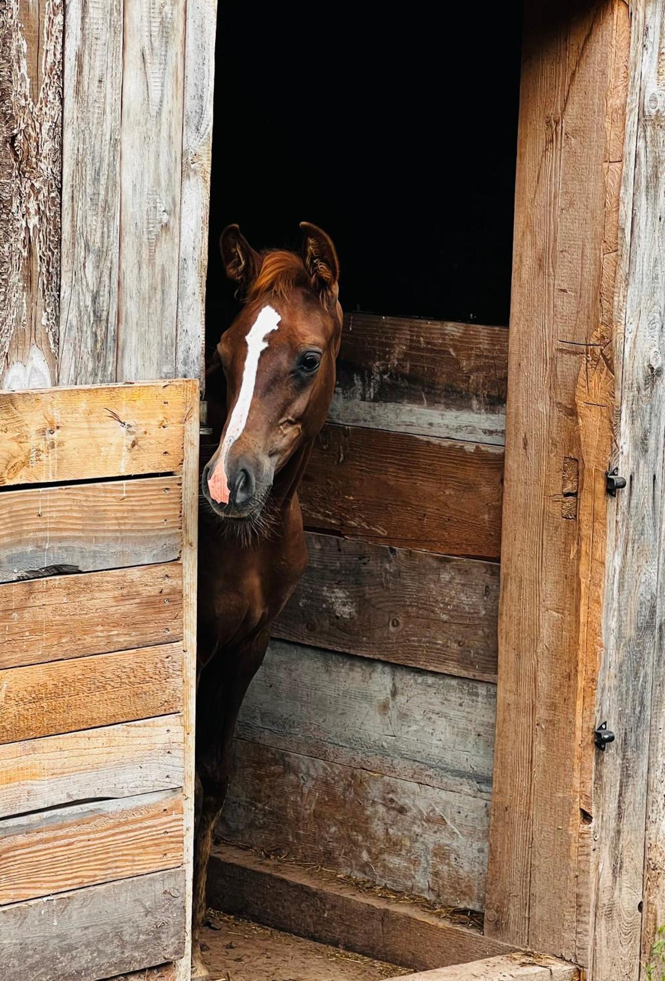 Maison D'Hotes En Pleine Nature Avec Chevaux Soucht Exterior foto