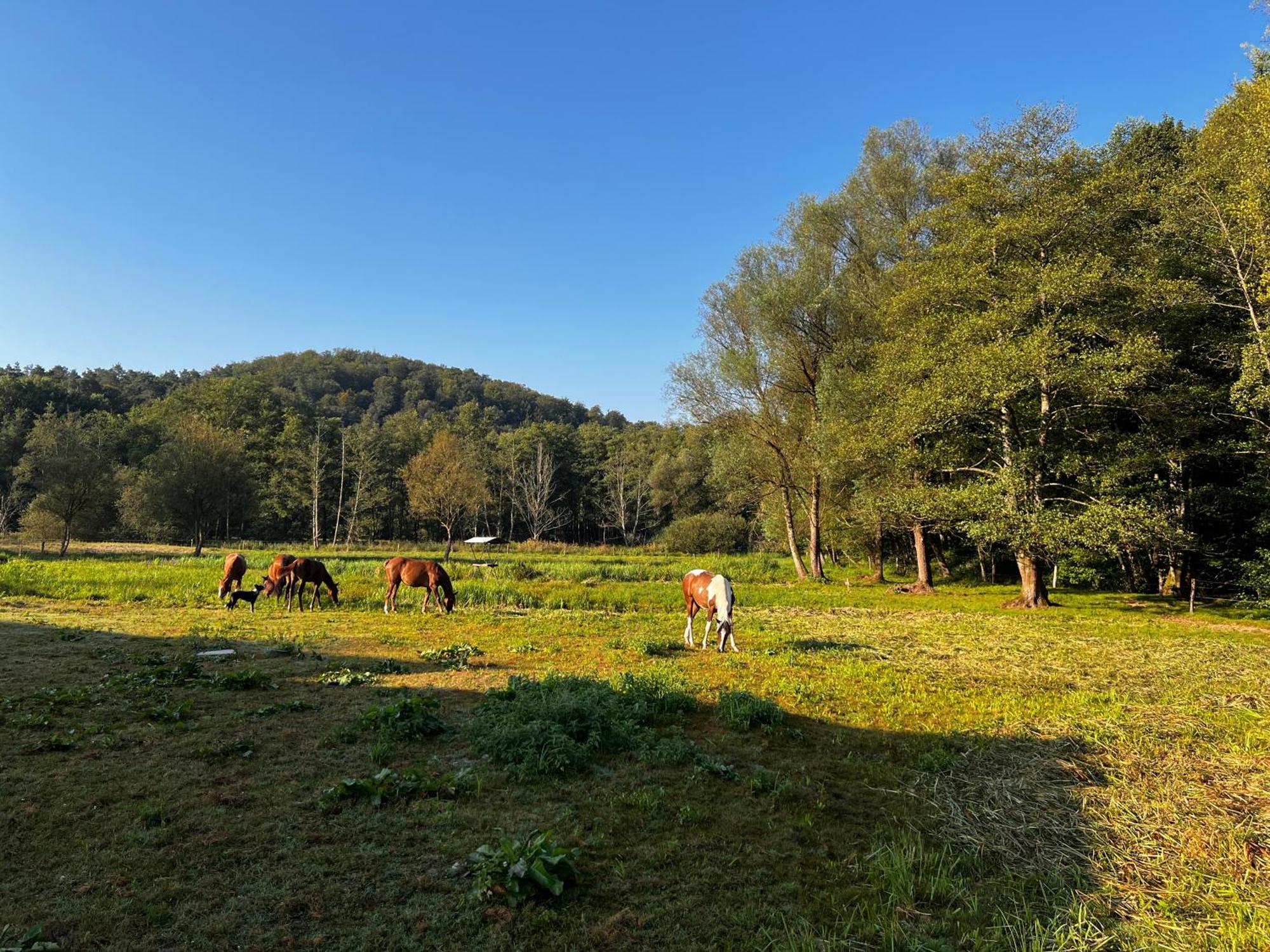 Maison D'Hotes En Pleine Nature Avec Chevaux Soucht Exterior foto